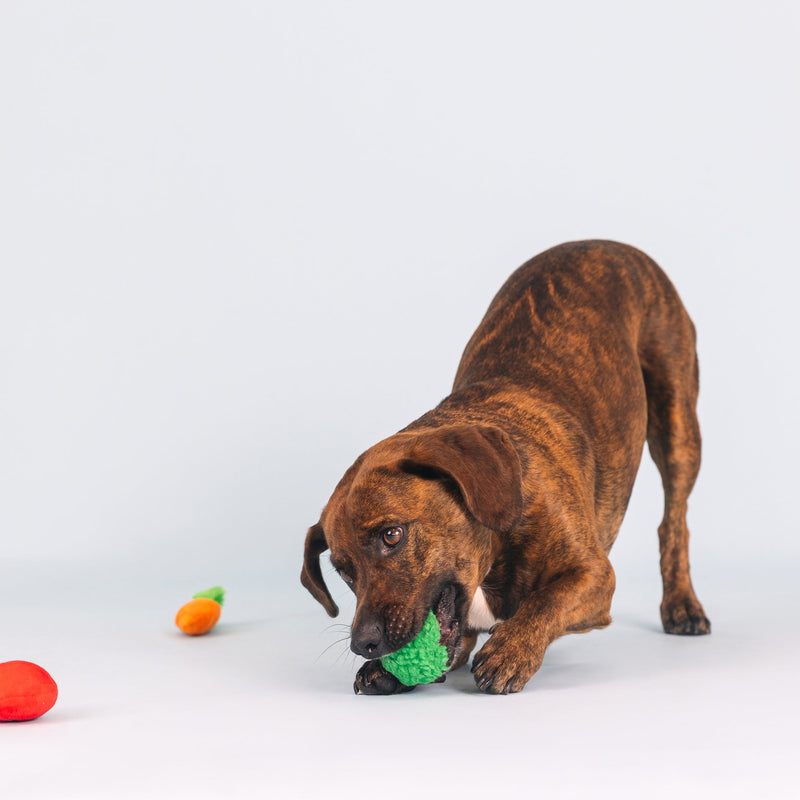 Farm to Table Vegetables Small Dog 3 Piece Toy Set