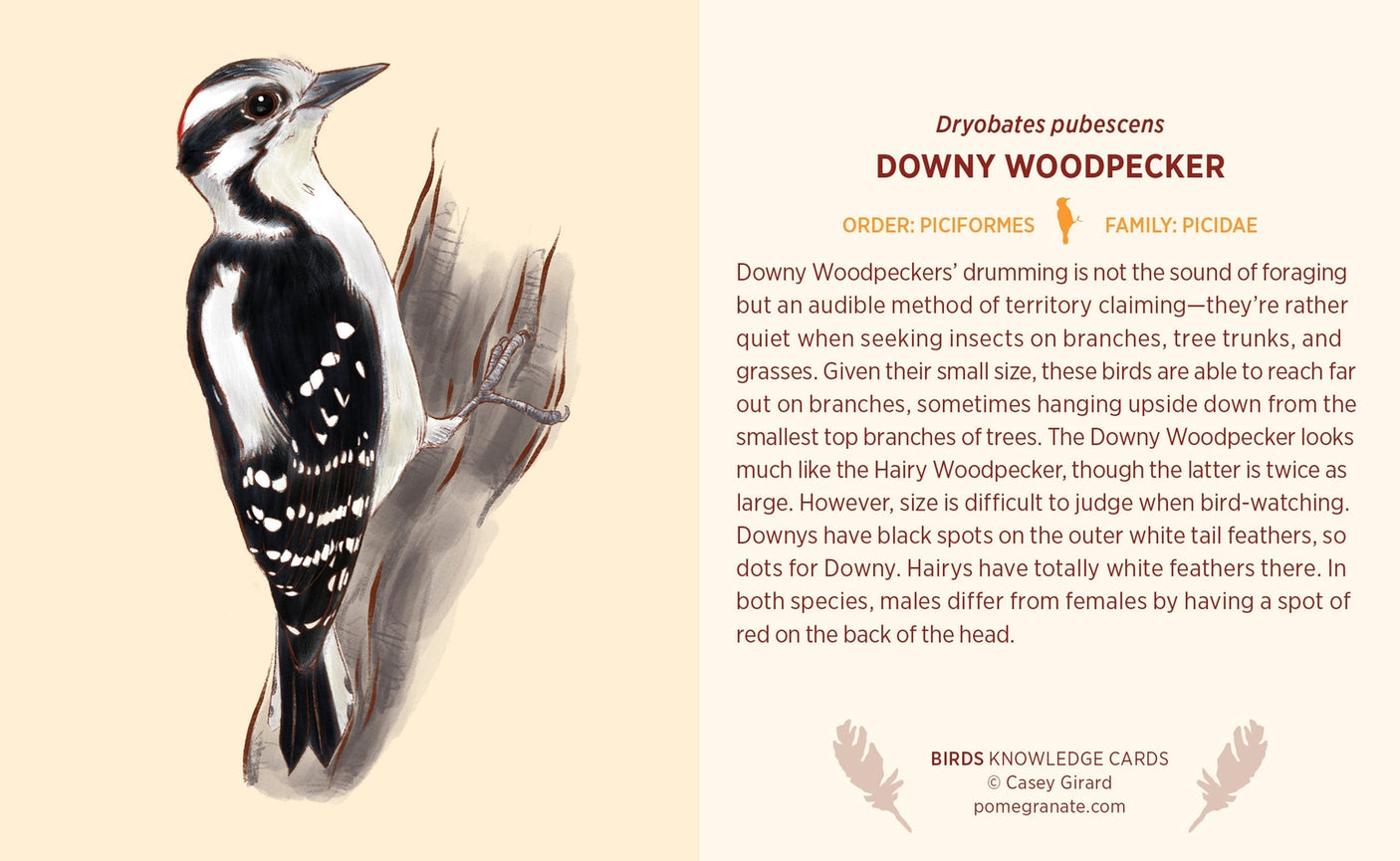 Birds Knowledge Card Deck