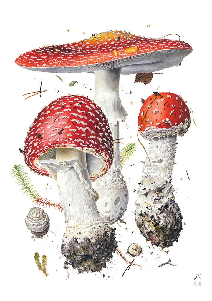 Mushrooms: Alexander Viazmensky Boxed Notecard Assortment Interior Amanita muscaria II