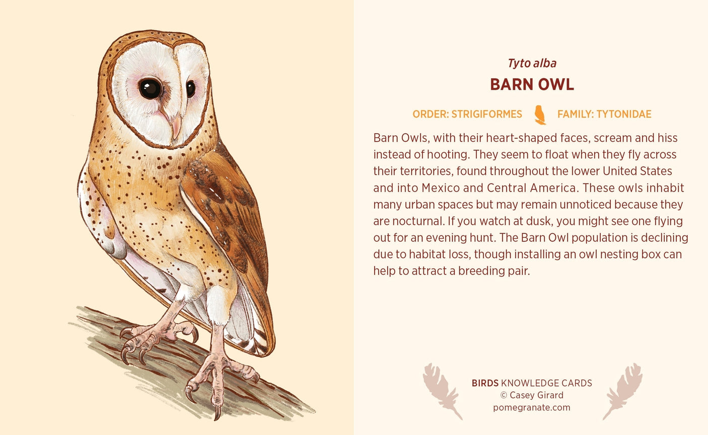 Birds Knowledge Card Deck
