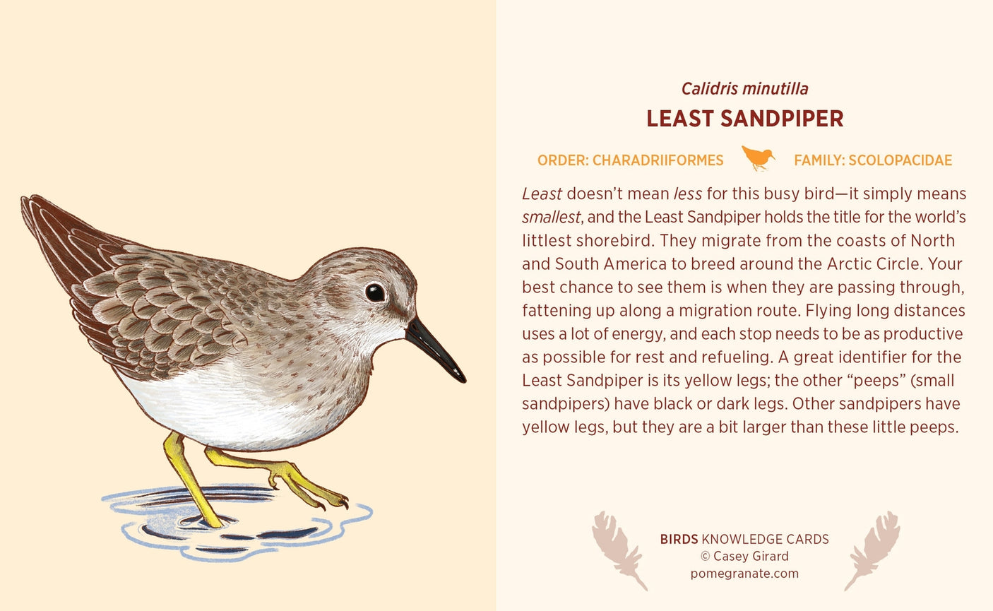 Birds Knowledge Card Deck