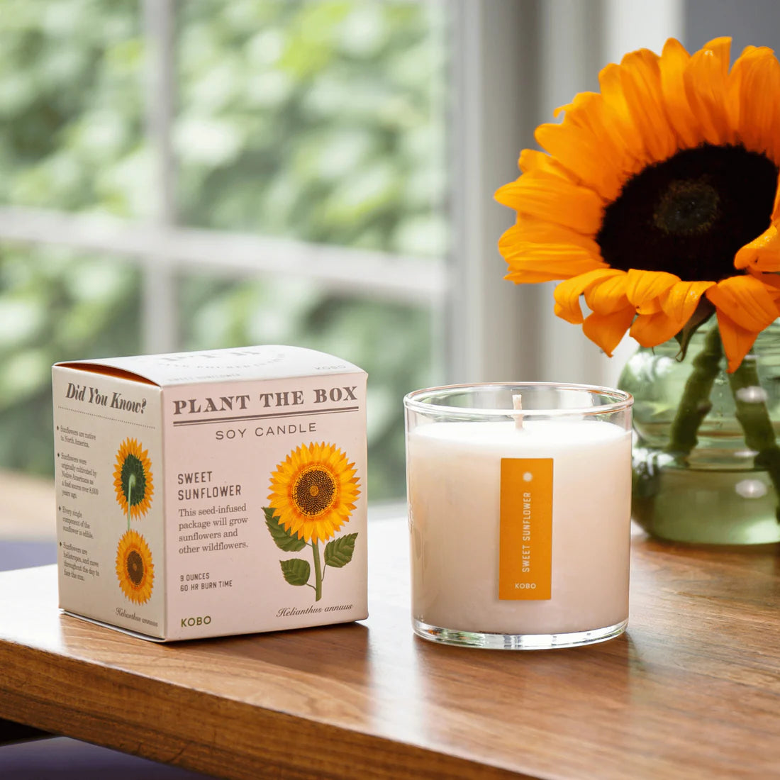 Sweet Sunflower - Pure Soy Plant The Box Candle - Hello World Modern Mercantile