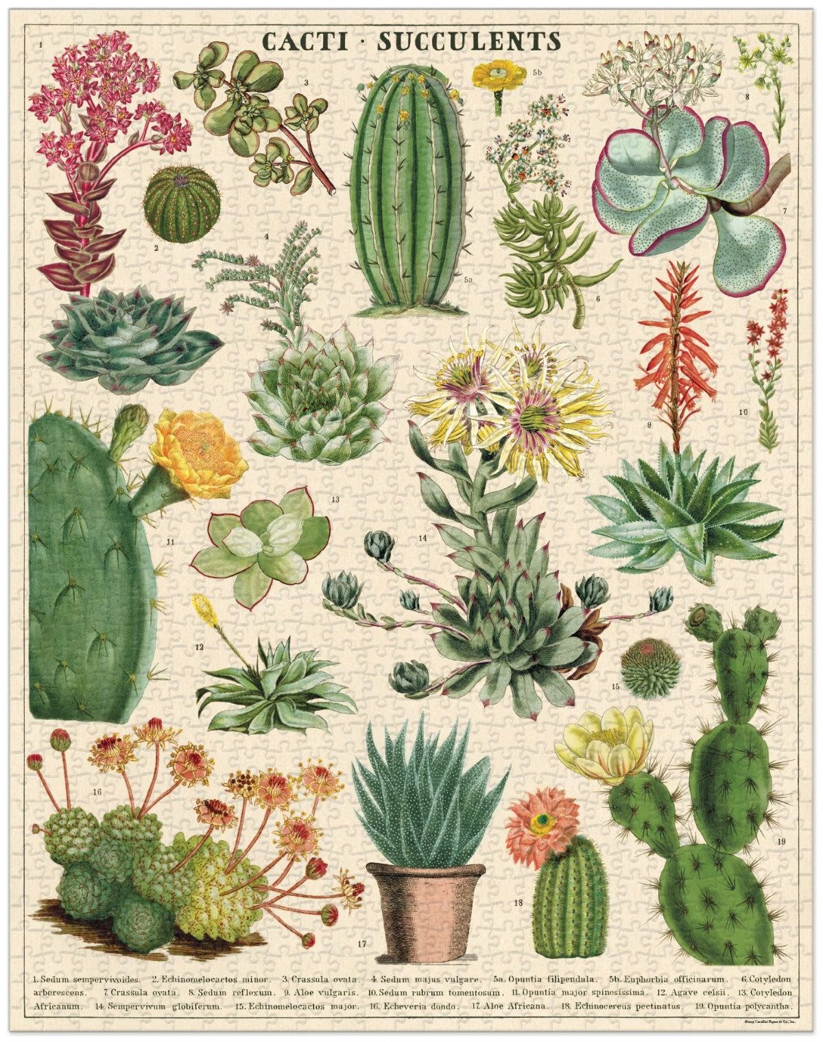 1000-Piece Vintage-Style Puzzle – Cacti & Succulents