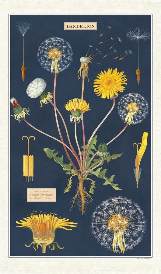 Dandelion - Vintage Tea Towel