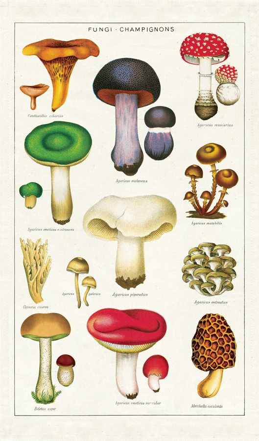 Mushrooms - Vintage Tea Towel