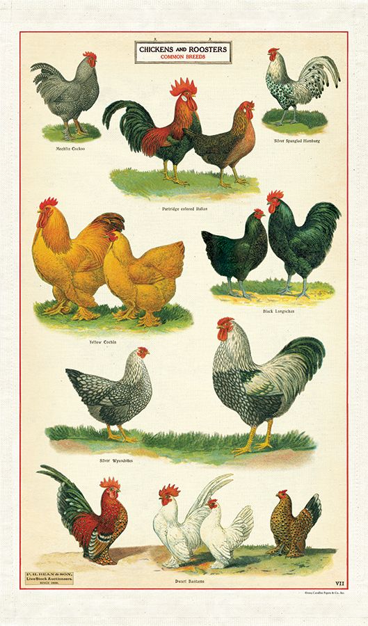 Chickens - Vintage Tea Towel