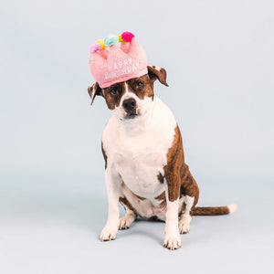 If The Crown Fits Happy Birthday Plush Dog Toy