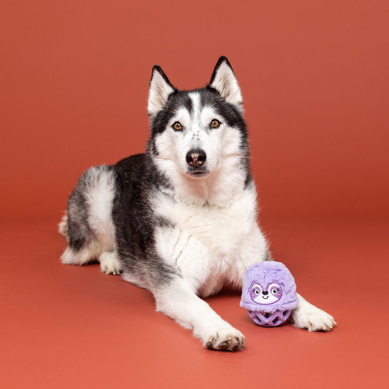 Not Fast Not Furious Rubber/Plush Treat Dispenser Toy