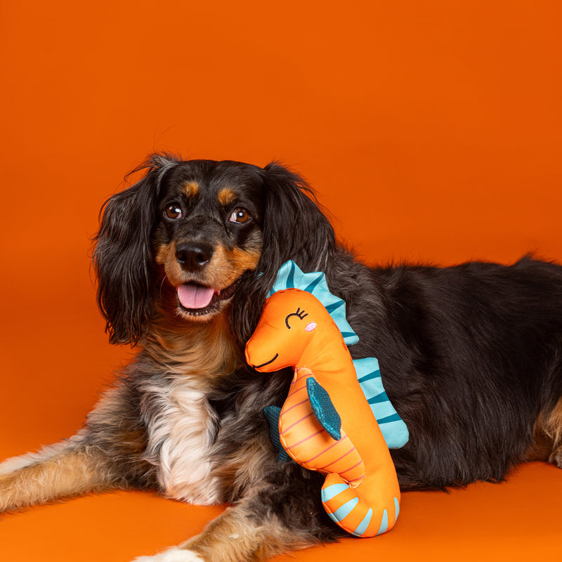 Living in A Bubble Pool Floating Seahorse Dog Toy
