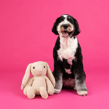 Hoppy To See You Rabbit Large Plush Dog Toy