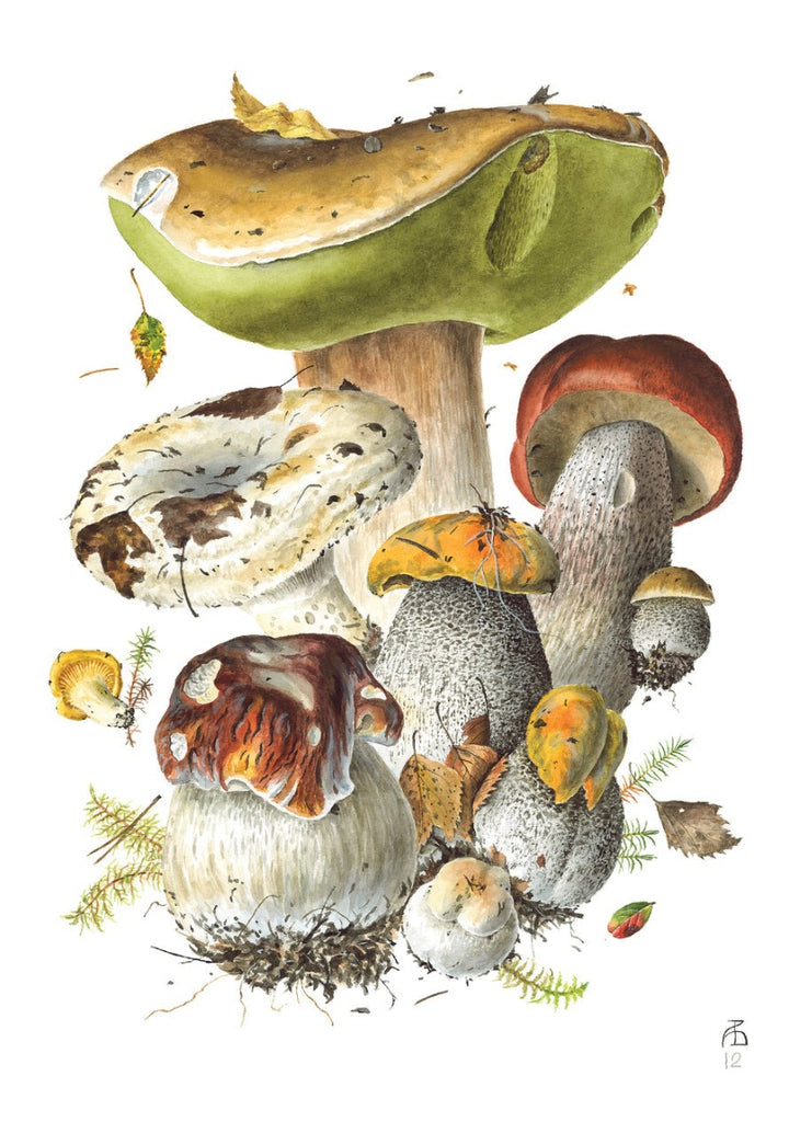 Mushrooms: Alexander Viazmensky Boxed Notecard Assortment Interior Russula Bouquet III