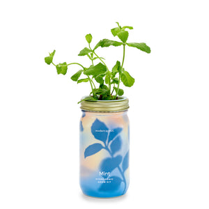 Organic Herb Garden Jar Hydroponic Growing Kit - Hello World Modern Mercantile