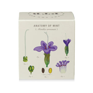 Crushed Mint - Pure Soy Candle Plantable Box