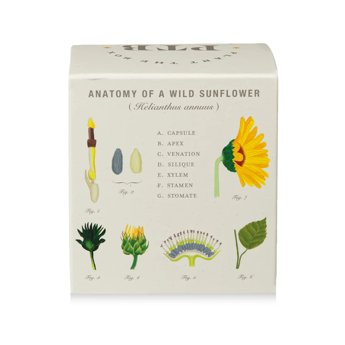 Sweet Sunflower - Pure Soy Plant The Box Candle