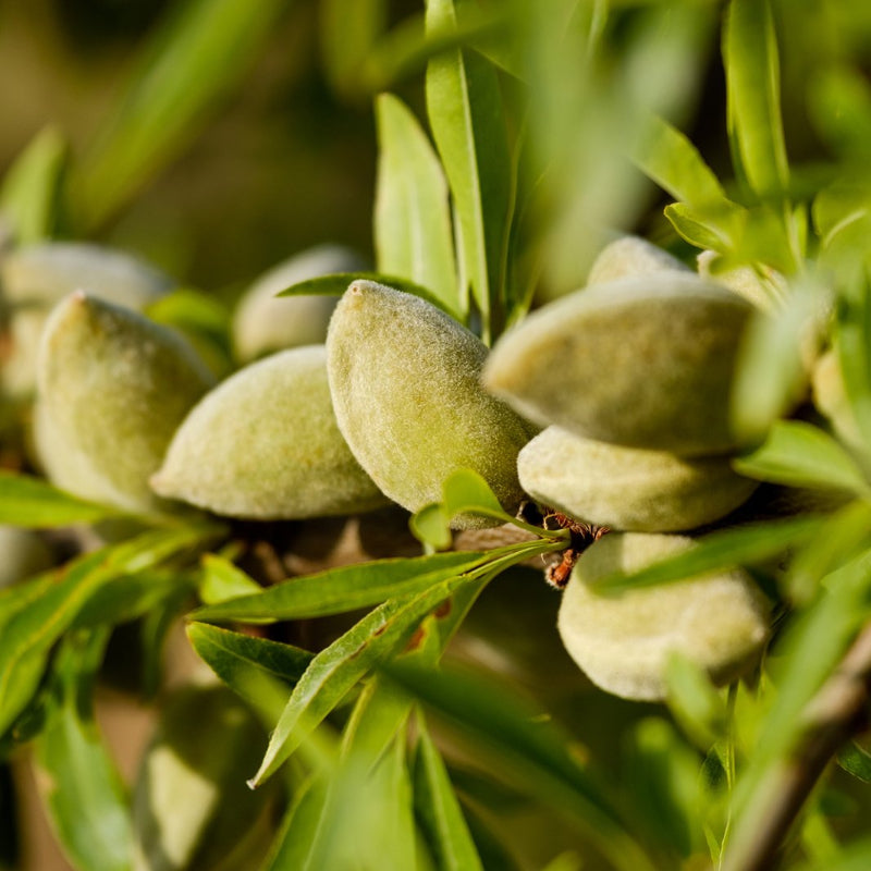 Nourishing Almond Lip Balm