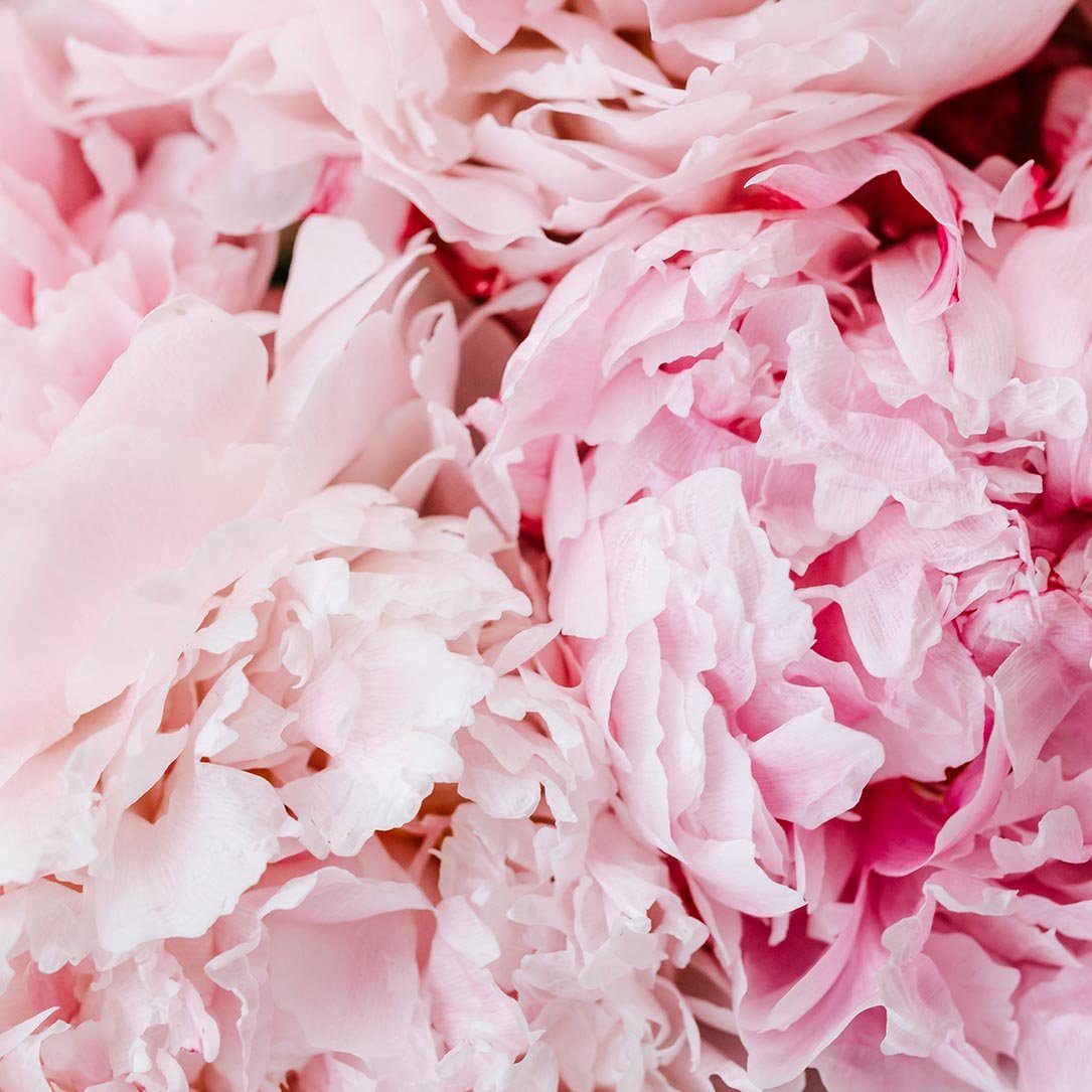 Radiant Peony Lip Balm