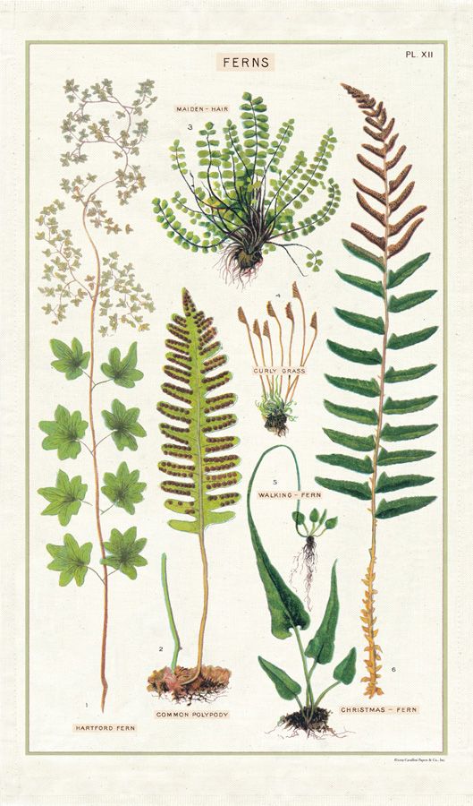 Ferns - Vintage Tea Towel