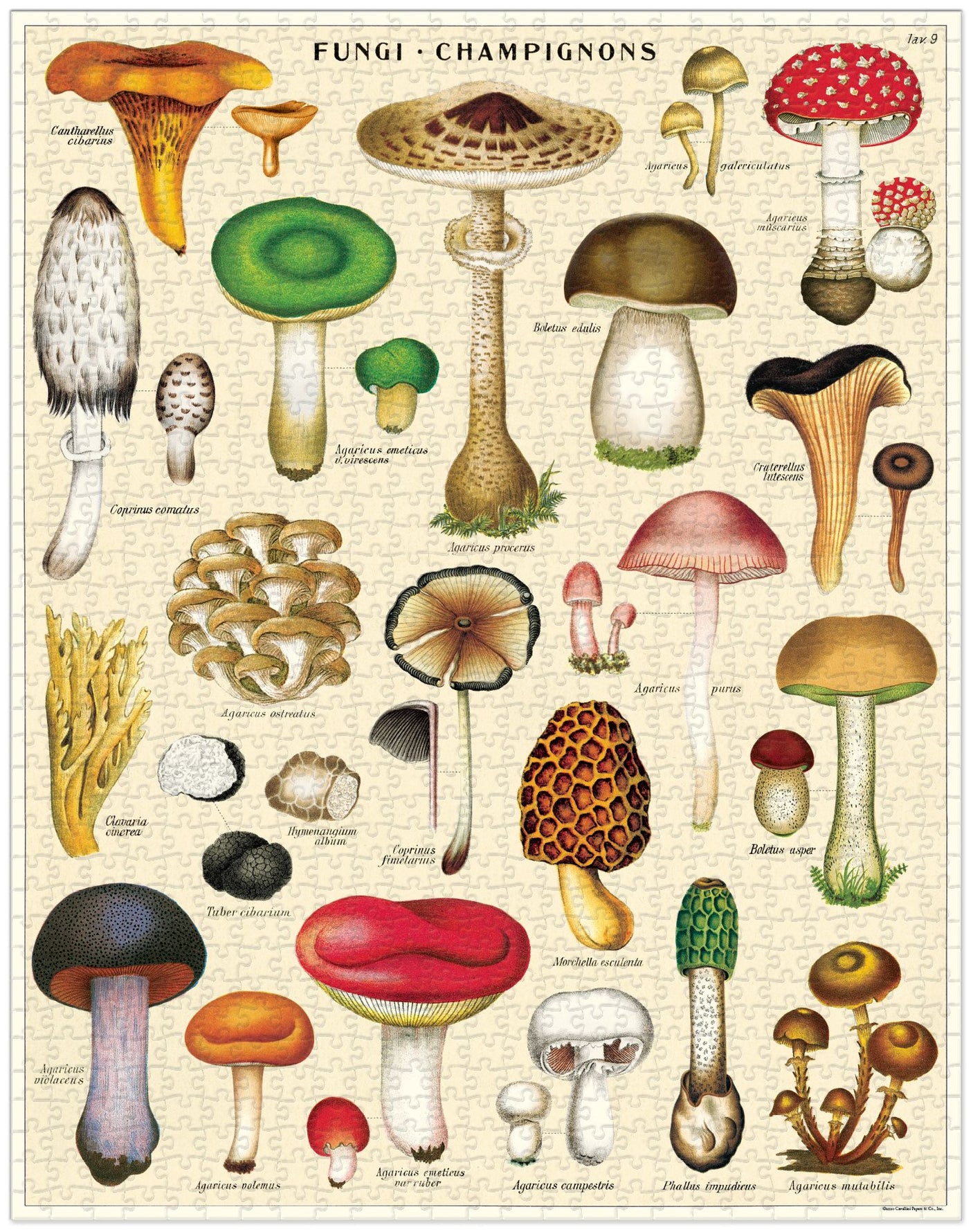 1000-Piece Vintage-Style Puzzle – Mushrooms